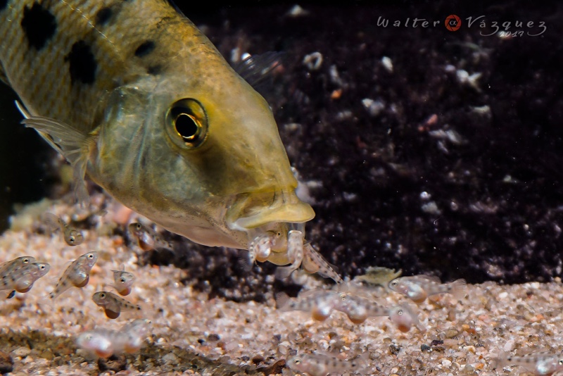 Fossorochromis rostratus